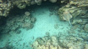 Скат хвостокол Кюля