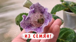 Как растут глоксинии из семян? Когда и в какие объемы пересаживать? Чем подкармливать?