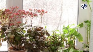 Познавательный час ко Дню космонавтики в местном отделении ВОС