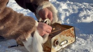 Технология холодного копчения пеляди в условиях Арктики