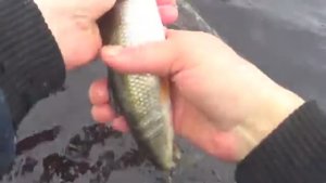 ЗАШЁЛ В СВОЙ МОРСКОЙ МАГАЗИН!А ТАМ СИДИТ КОРЮХ С ПОЛМЕТРА!ВОТ ТАКИЕ КОРЮШКИ У НАС БЫВАЮТ!