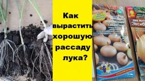 Как вырастить хорошую рассаду однолетнего лука?
