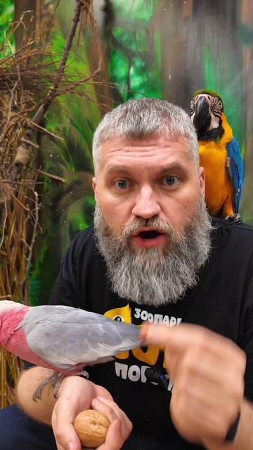 Попугай начал кусаться  и это не вредность характера 