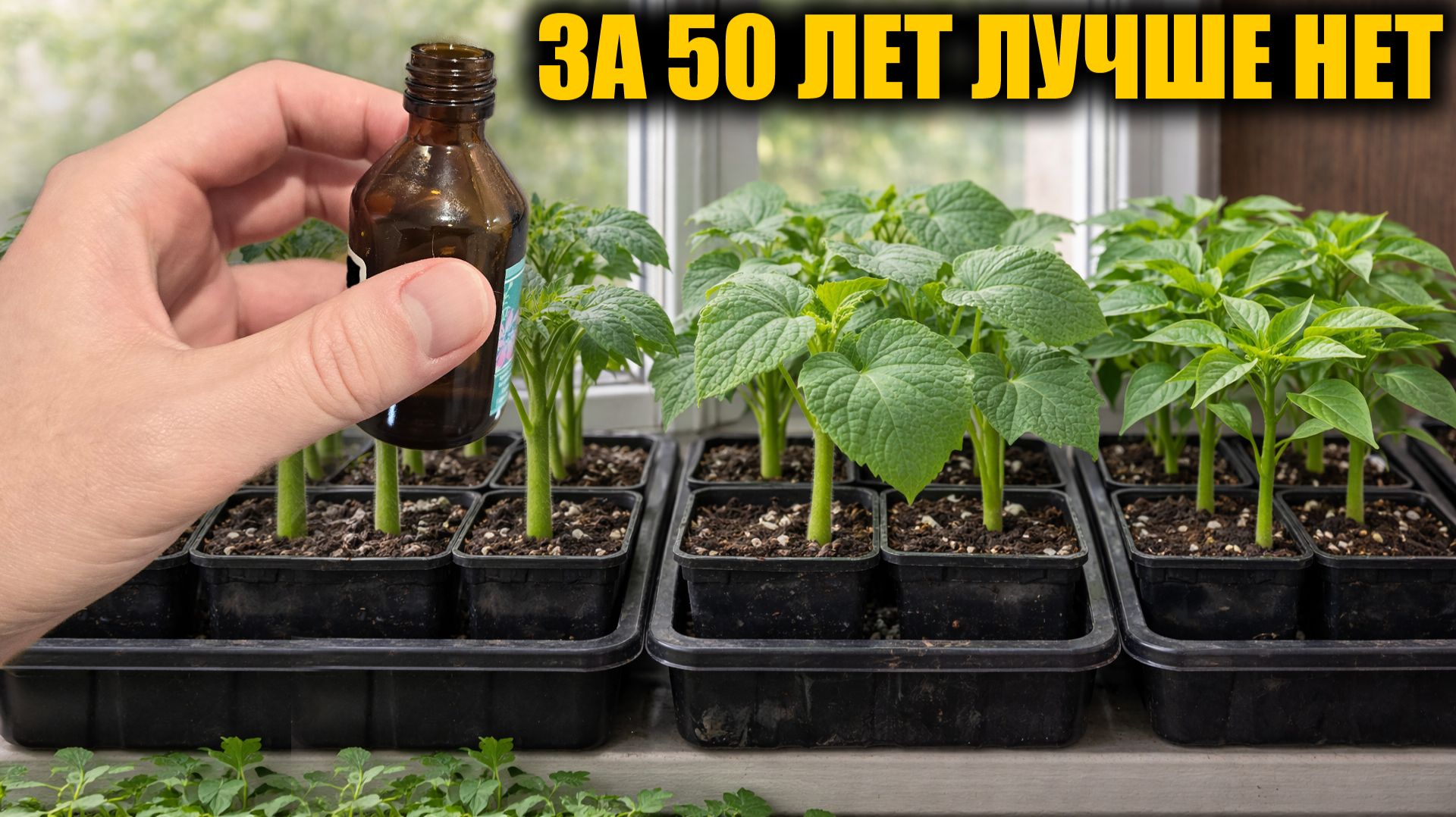 1 Капля и рассада мощная и коренастая! Лучшая подкормка рассады томатов, огурцов и перца.