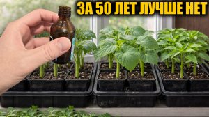 1 Капля и рассада мощная и коренастая! Лучшая подкормка рассады томатов, огурцов и перца.