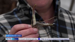 Сапоги, лопата и кошка: корреспондент ГТРК «Кузбасс» узнал, как правильно добывать колбу