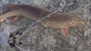 Ловля на ХАПУГУ. Нереально Гигантские Щуки. Лучшая Зимняя Рыбалка. Секретные Места на Амуре 2026