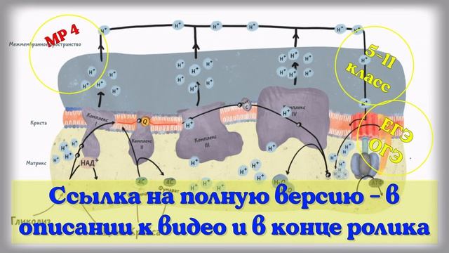 Свойства (признаки) живых организмов». Часть 1. Видеоурок.