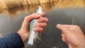 Мормышинг.. Бешеный клёв рыбы!