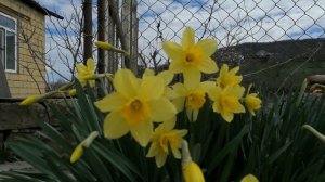 Люблю сажать красивые цветы, весенние цветы