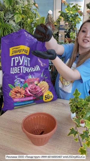 Хедера, которая заставила меня раскошелиться. Первая пересадка хедеры дома после покупки