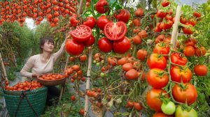 Урожай самых крупных помидоров, арбузов, ананасов и личи, отправляется на продажу.