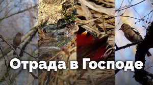 Отрада в Господе | С любовью к русской природе