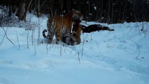 Тигрица приводит тигрят