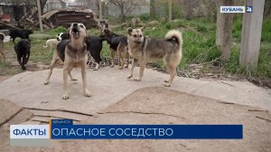 Хозяйка отравленных в Крымске собак заявила, что погибли 30 ее питомцев