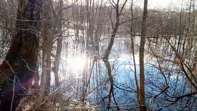 Разлив реки Шепелевка. Вечерняя прогулка