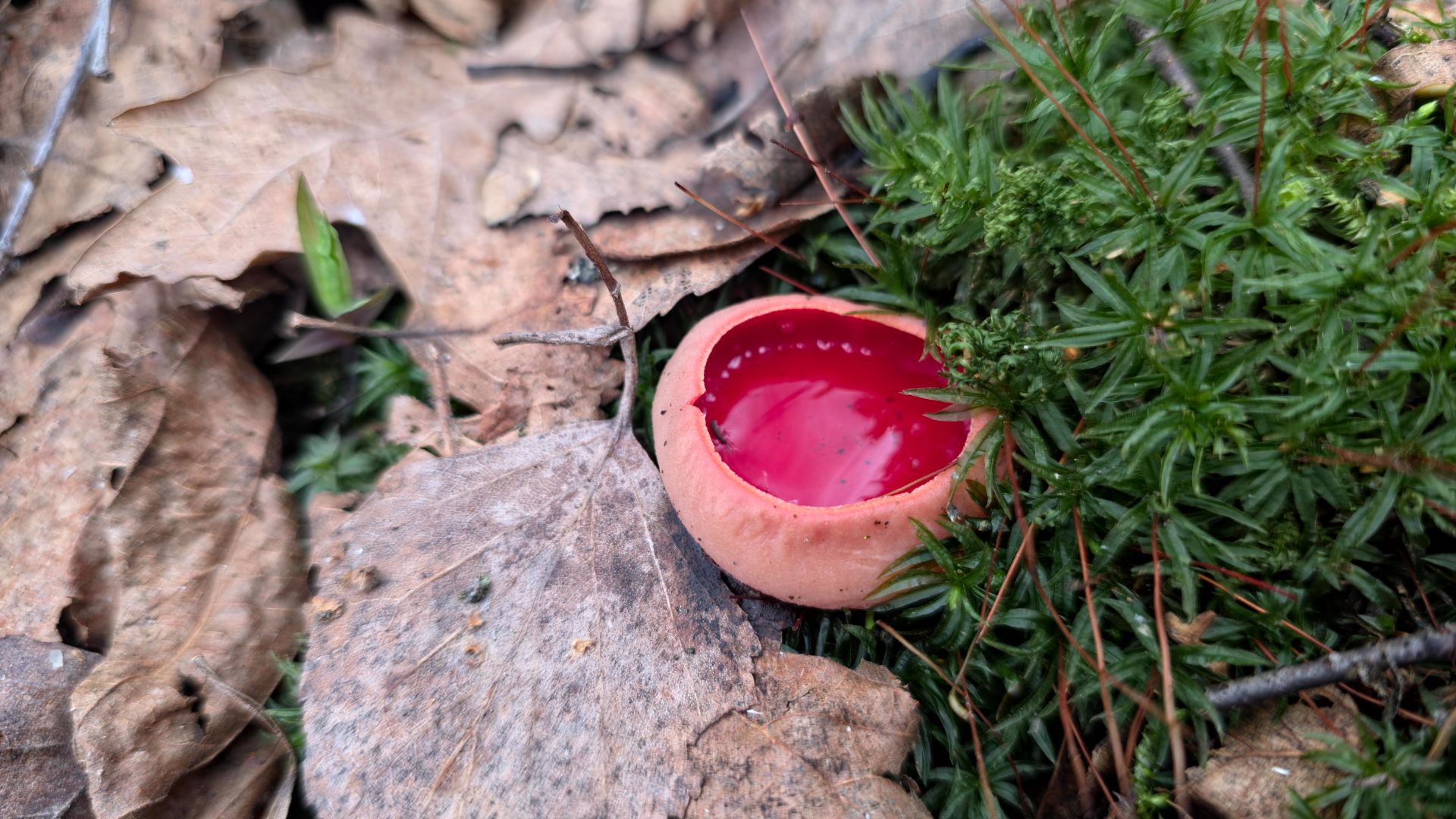 Весенние грибы. Саркосцифа.