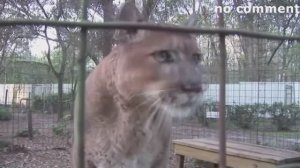 #смешныевидео -1295