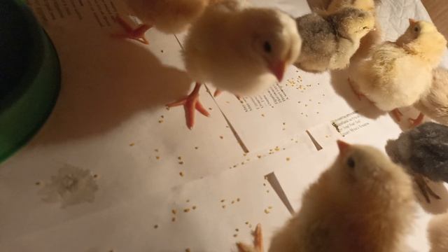 Цыплята. 3 день. Уже 13