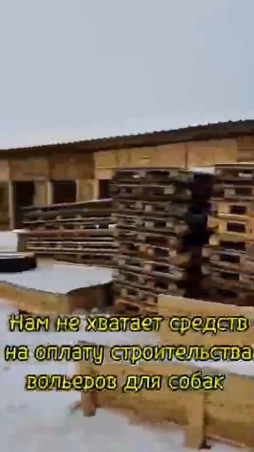 Приют просит помощь.