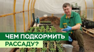 Готовим удобрение для подкормки рассады