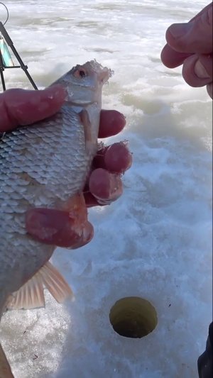 ЭТА ЕЩЁ КРУПНЕЕ.