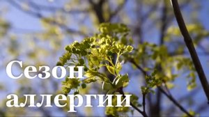 Сезон аллергии в ЛНР стартовал на три недели раньше обычного