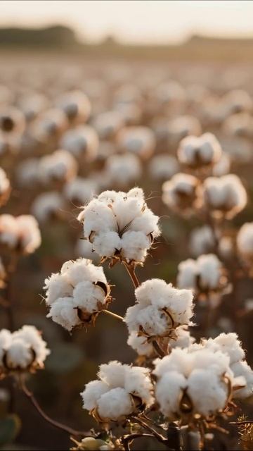 Удивительный мир хлопка: красота природы #хлопок #природа #агрономия