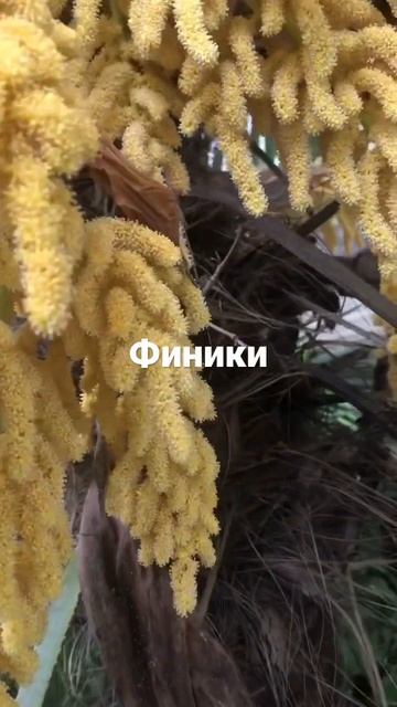 Кто то видел как финики растут