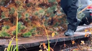 Новинки. Обувь 2026