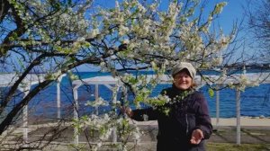 Весна в Севастополе . Всё цветёт на улице и у меня дома. 05.04.2026.