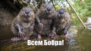 НИВА, бобер!