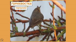Горихвостка-чернушка и её хриплая песенка. Самец поёт, самка слушает