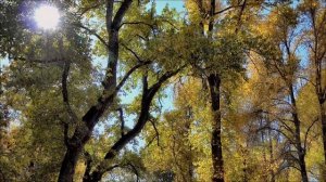 7 Апреля - Финальное очищение.