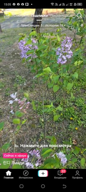 утро птички