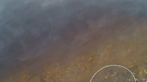 Рыбалка 2021 на поплавок, ловля рыбы на удочку и донную снасть. отчёт с рыбалки от 1 июля 2021 года