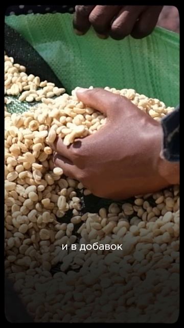 Можно ли пить зеленый кофе?  #tastycoffee