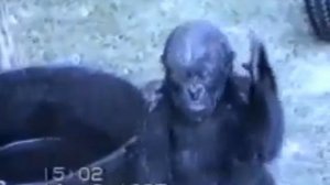 ПРИКОЛЫ С ЖИВОТНЫМИ / РЖАКА / ВИДЕО СО СТАРЫХ ВРЕМËН #2