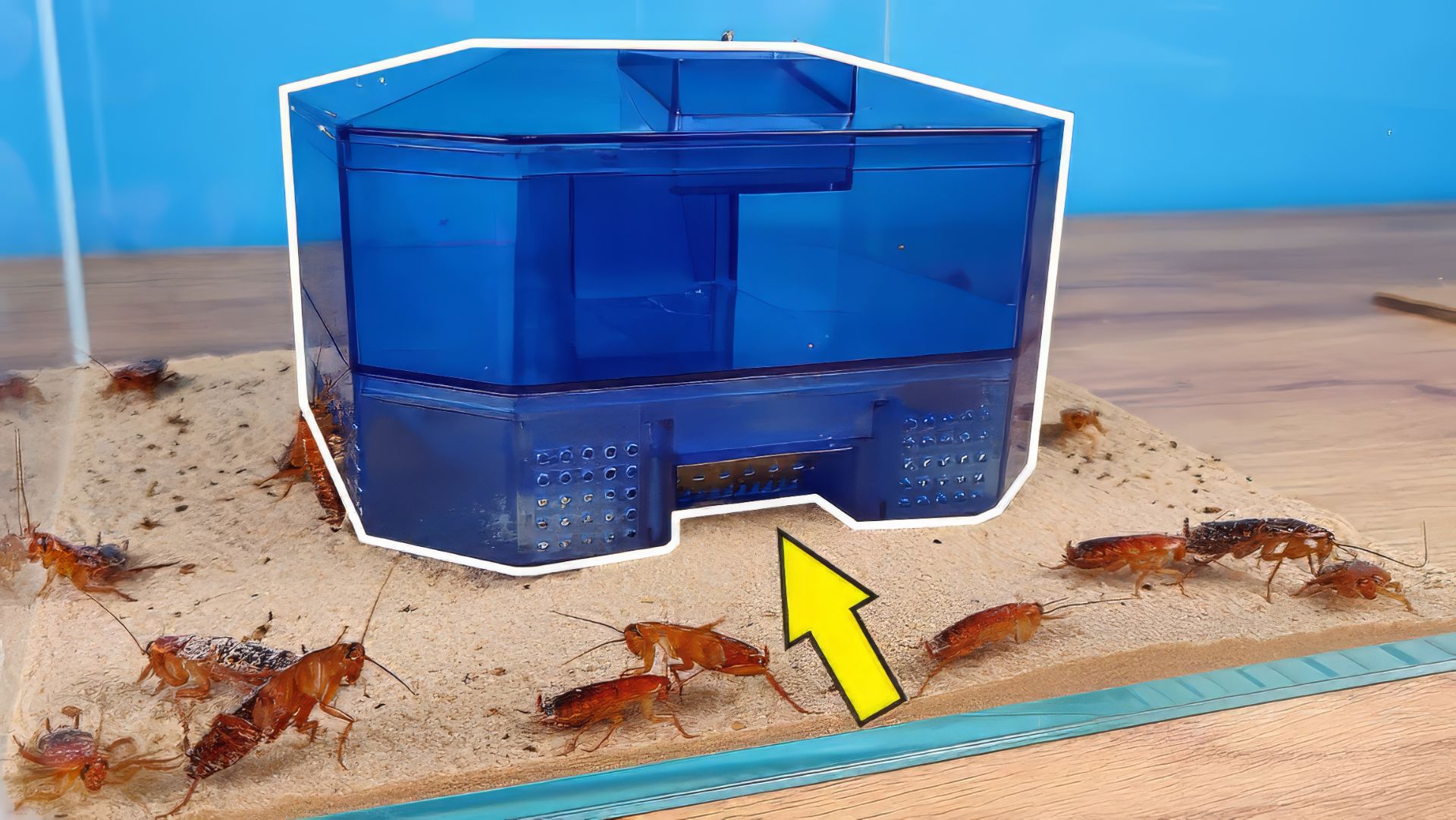 Китайская Ловушка для Тараканов! Работает или нет? Эксперимент. Alex Boyko