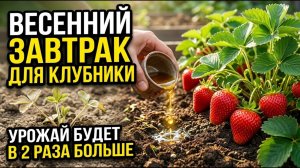 Весенний завтрак для клубники чем и когда кормить для большого урожая