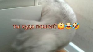 тутор как припорковать кота😹