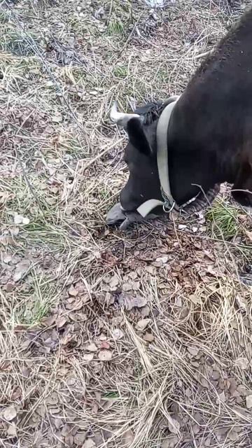 Весенний выпас, 5.04.26