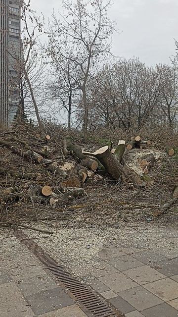 НЕНУЖНЫЕ ДЕРЕВЬЯ