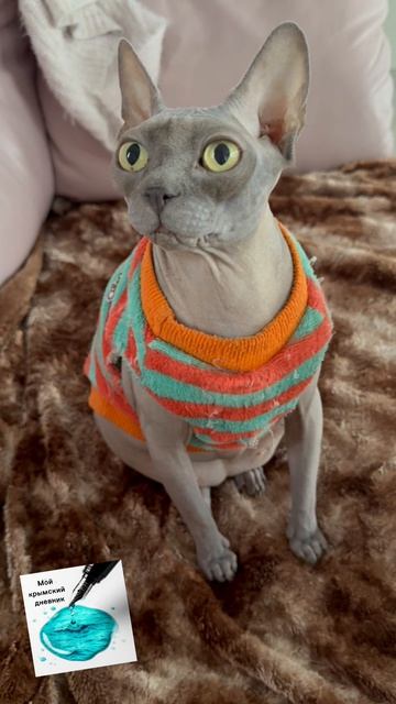 Зеленые глаза... Видимо колдунья:) #сфинкс #жизньуморя #котики #милота #зеленыеглаза