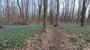 Пролесковый велопоход