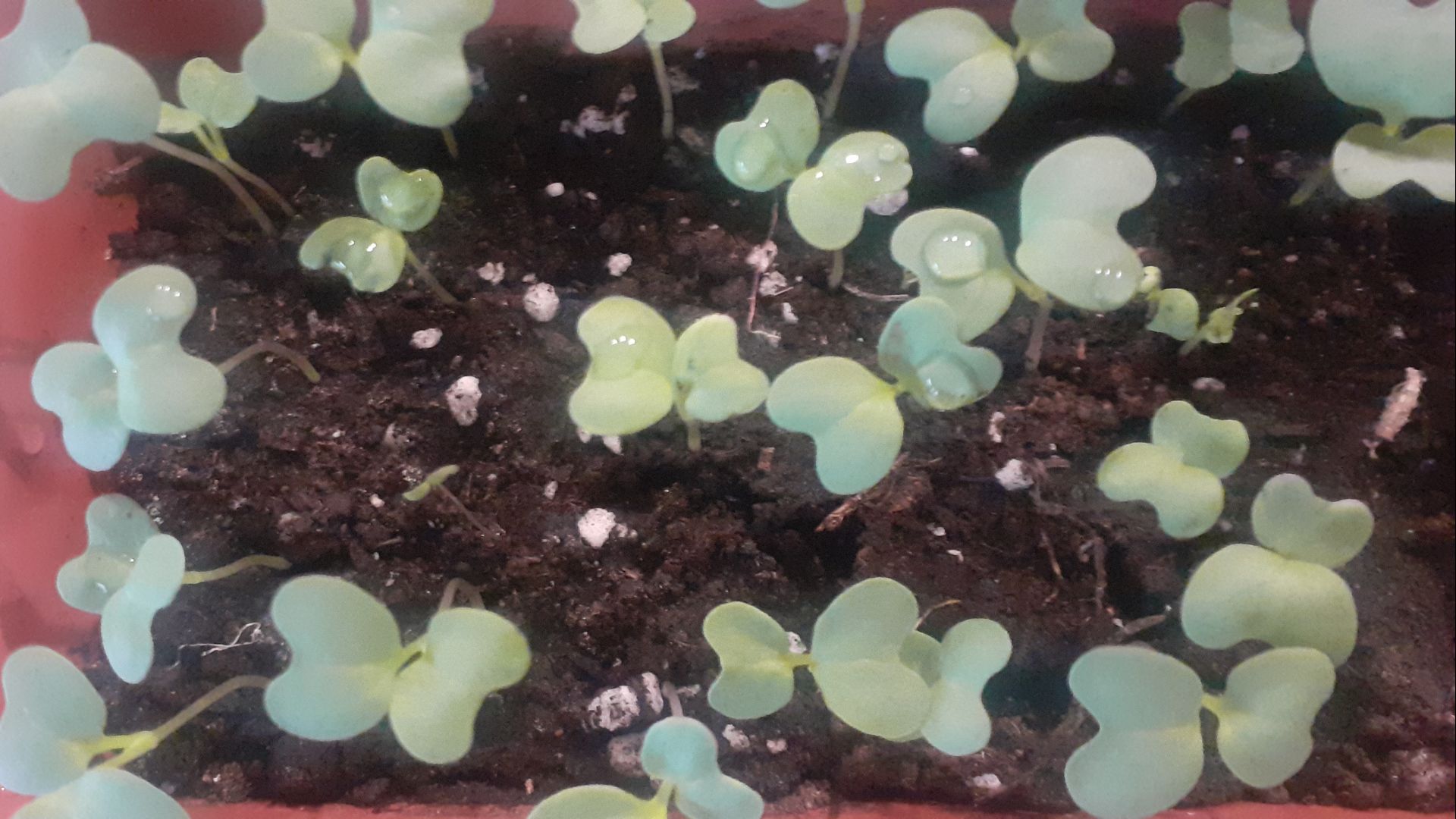 07.04.2026 Новые покупки и пикировка капусты.