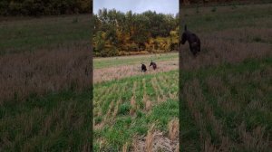 Природа, шашлык и верные друзья