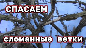 Как спасти сломанную ветку #сад #обрезка #сломаннаяветка