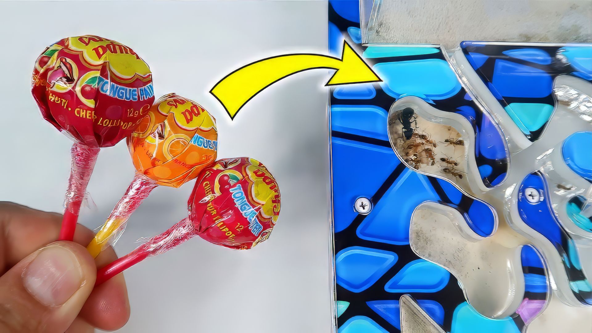 Что если дать муравьям Чупа Чупс, который красит язык? Снова покрасил муравьев?