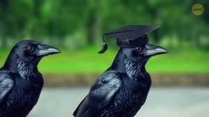 Зрение человека ничтожно по сравнению с тем, как видят животные